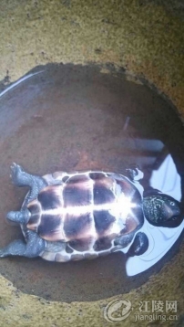ҿҰ