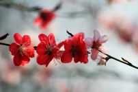 GTѻӿӰ
